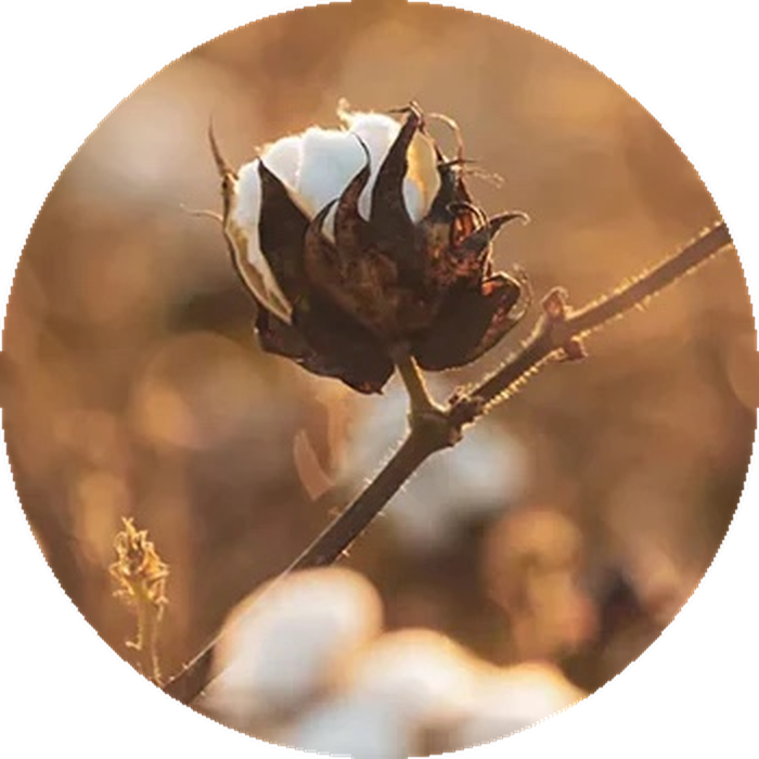 Organic cotton